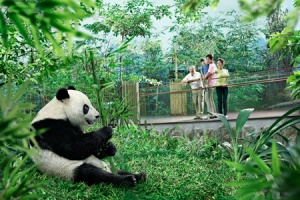 giant panda forest